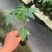 大青水果木瓜苗，冰糖木瓜