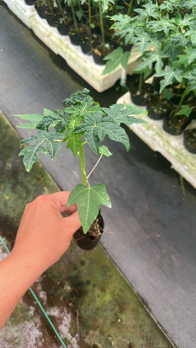 大青水果木瓜苗，冰糖木瓜