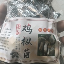 鸡枞菌干品基地直供