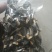 鸡枞菌干品基地直供
