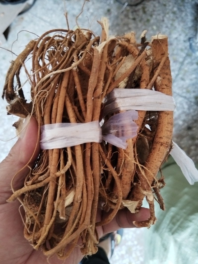 广西五指毛桃，扎把，切段，园片都有货