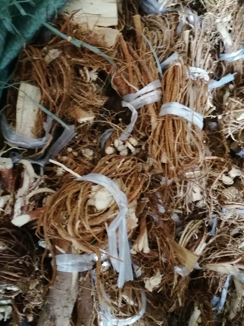 广西五指毛桃，扎把，切段，园片都有货