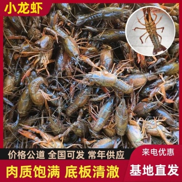 湖南小龙虾鲜活小龙虾清水稻田虾源头直采个头均匀