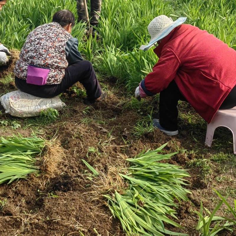 射干苗，基地直供，根系发达，成活率高