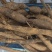 野生粉质牛大力