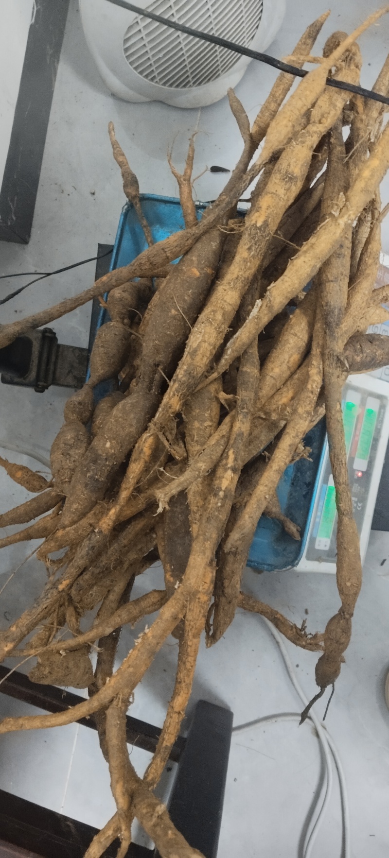 野生粉质牛大力