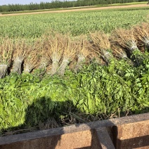 川姐苗圃在民权，紫穗槐刺槐品种全，规格多，一站式购齐超方