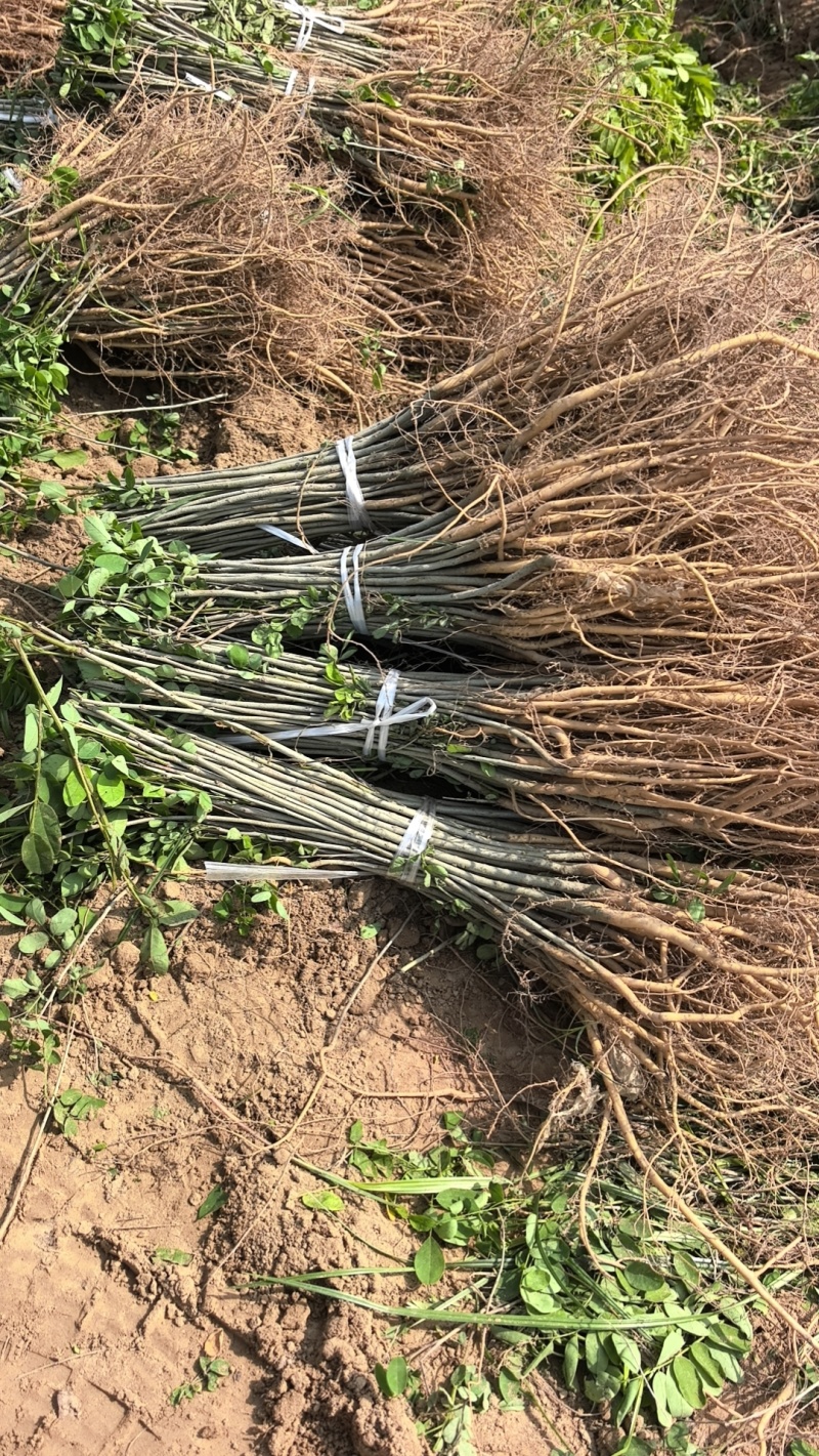 川姐苗圃在民权，紫穗槐刺槐品种全，规格多，一站式购齐超方