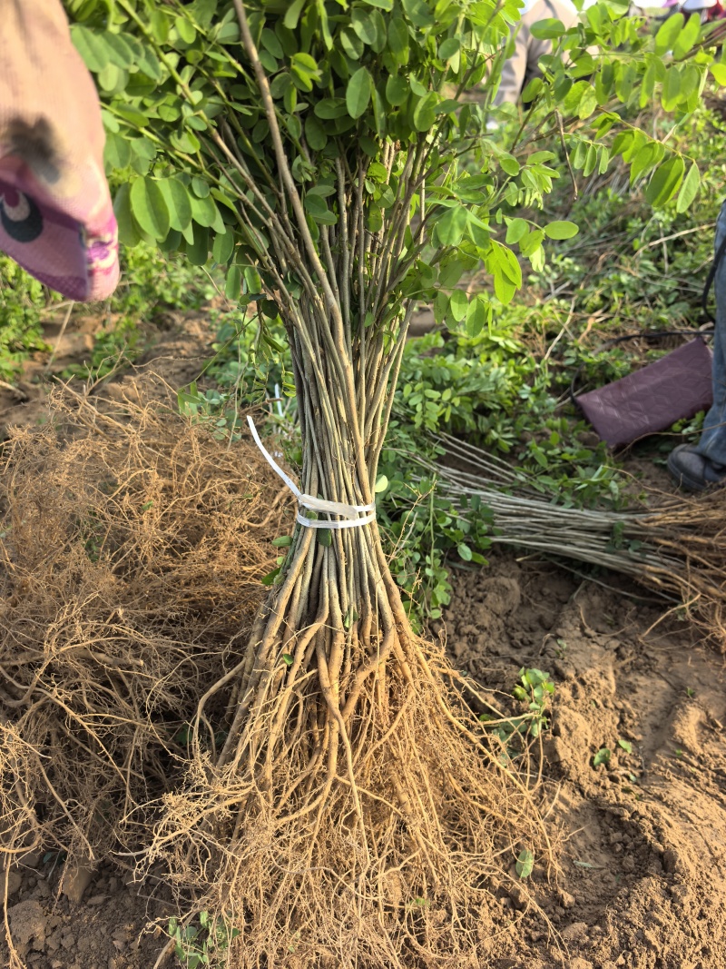 川姐苗圃在民权，紫穗槐刺槐品种全，规格多，一站式购齐超方