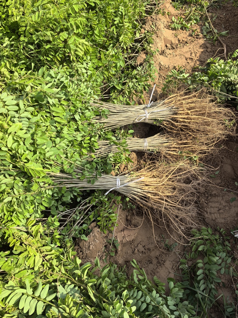 川姐苗圃在民权，紫穗槐刺槐品种全，规格多，一站式购齐超方