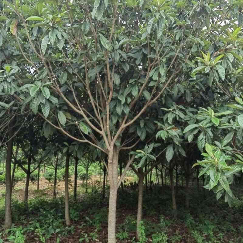 枇杷树基地直发苗圃直销5-15公分