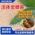 金蝉幼苗蝉蚁养殖种子知了猴幼苗卵活体金蝉苗当天孵化存活率