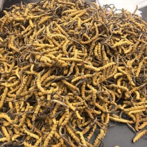 甘孜理塘县野生虫草精品货无断草无死草