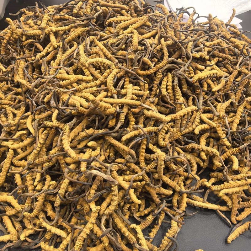 甘孜理塘县野生虫草精品货无断草无死草