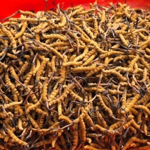 甘孜州理塘县高海拔野生虫草精品货