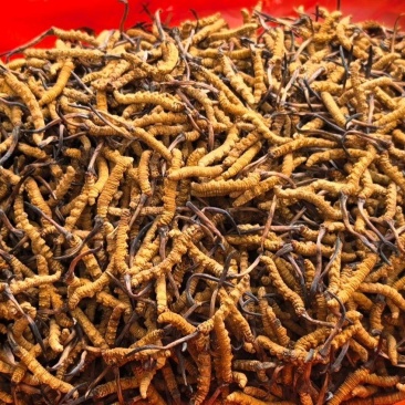 甘孜州理塘县高海拔野生虫草精品货