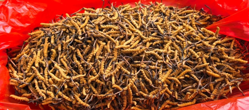 甘孜州理塘县高海拔野生虫草精品货