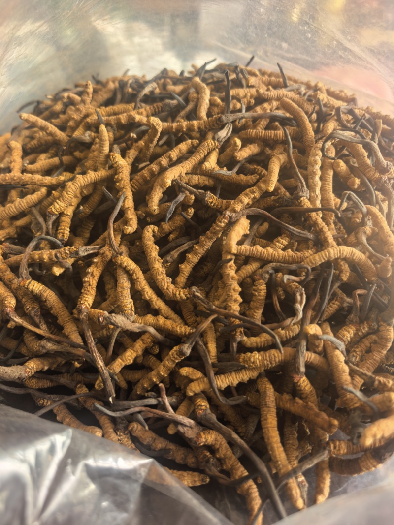 甘孜州理塘县高海拔野生虫草精品货