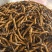 甘孜州理塘县高海拔野生虫草精品货