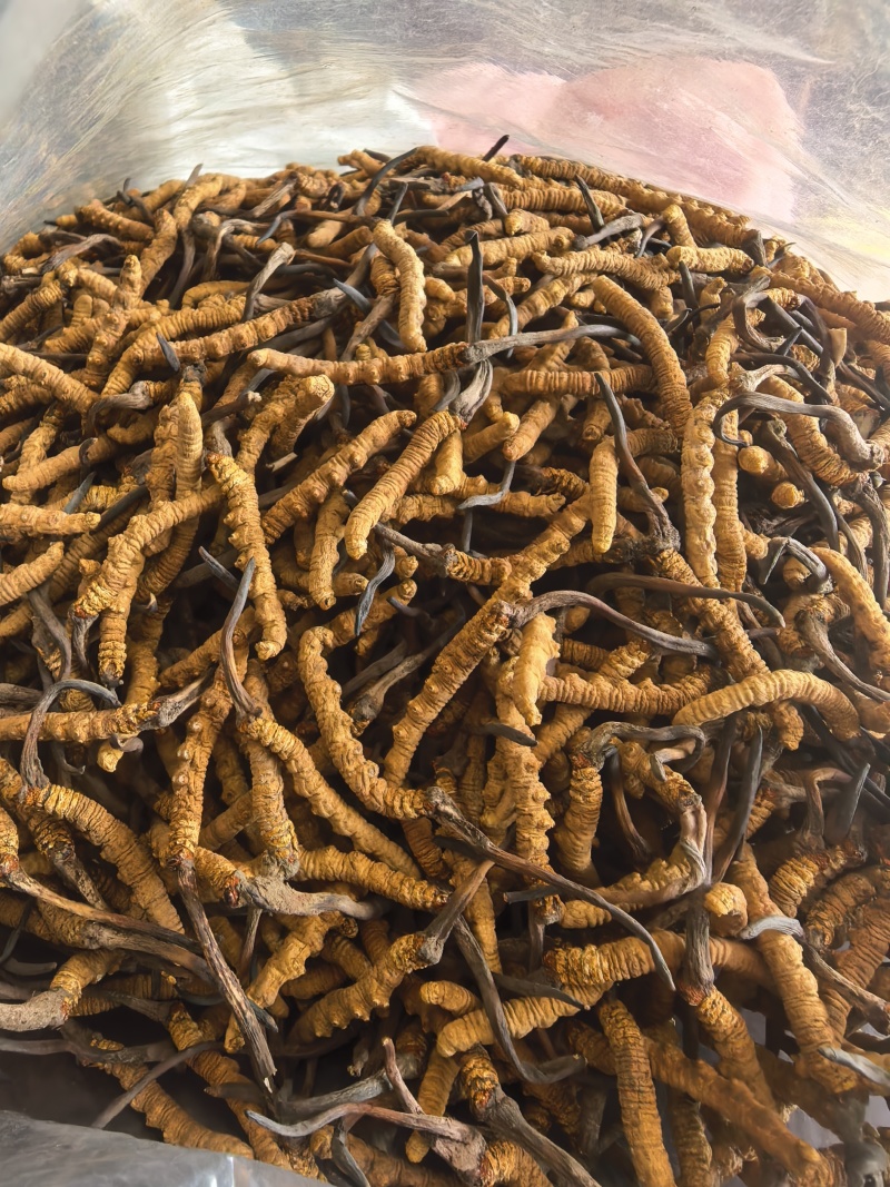 甘孜州理塘县高海拔野生虫草精品货