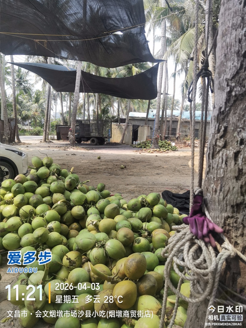 海南椰子【毛椰】支持视频看货，可发往全国市场！