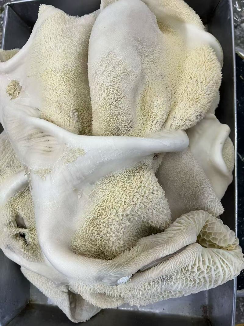 水煮全熟牛肚欢迎各位老板前来采购有需要的老板可电话联