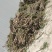 华南9号新鲜木薯茎