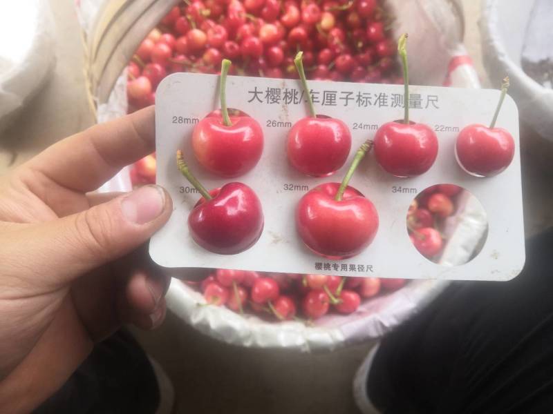 陕西露天大樱桃，产区代办，红灯，早大果，美早，布鲁克斯