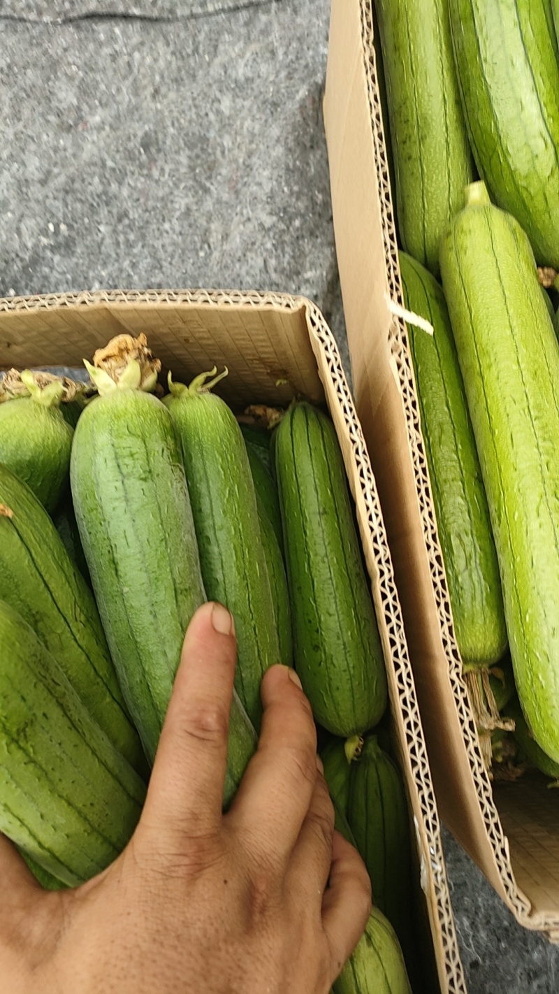 小丝瓜，油丝瓜，大棚鲜花小丝瓜产地直发，欢迎大家前来选购