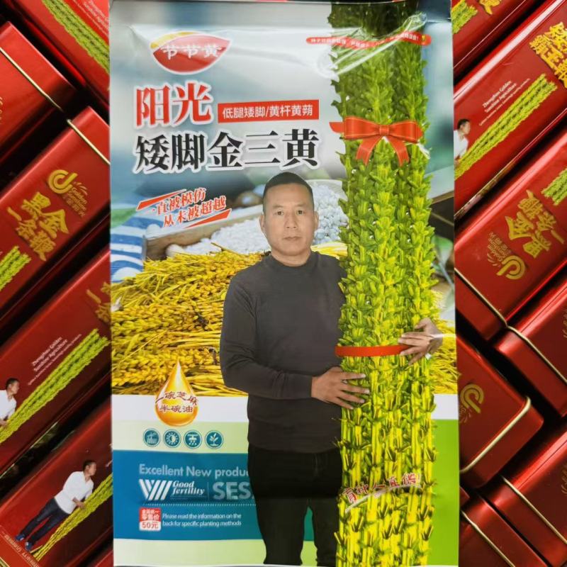 低腿矮脚金三黄芝麻种子高产黄杆黄蒴白芝麻种子春夏芝麻种籽