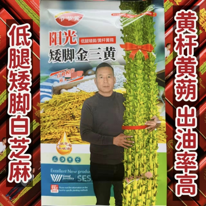 低腿矮脚金三黄芝麻种子高产黄杆黄蒴白芝麻种子春夏芝麻种籽