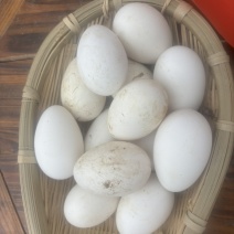 鹅蛋