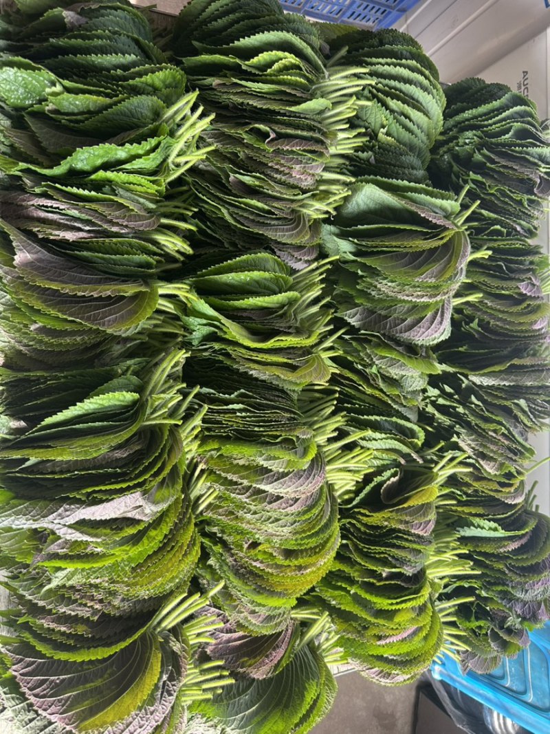 韩式紫苏叶