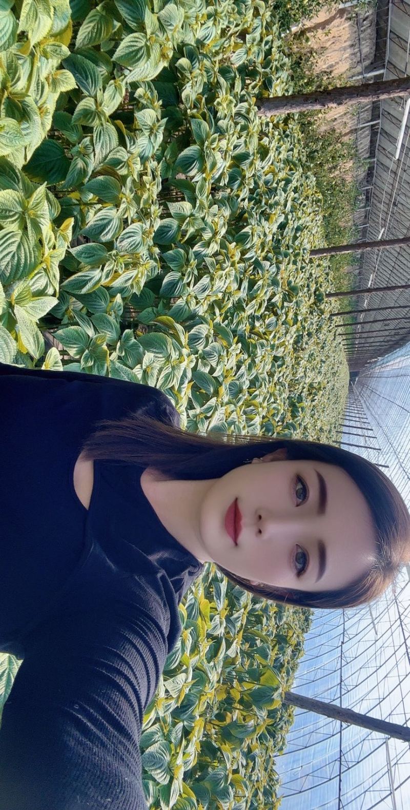 韩式紫苏叶