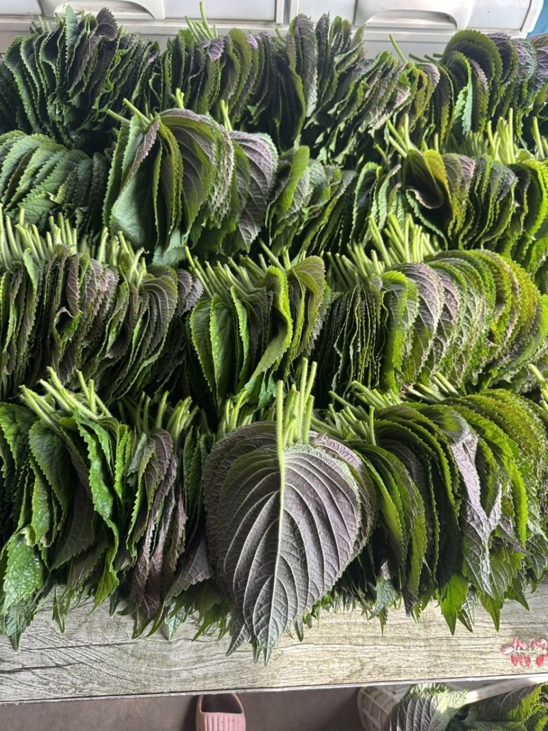 韩式紫苏叶