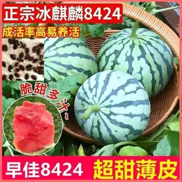 西瓜苗8424特甜麒麟超甜无籽美都西瓜秧苗阳台盆栽地载
