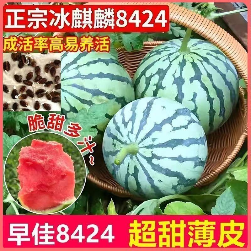 西瓜苗8424特甜麒麟超甜无籽美都西瓜秧苗阳台盆栽地载