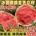 西瓜苗8424特甜麒麟超甜无籽美都西瓜秧苗阳台盆栽地载