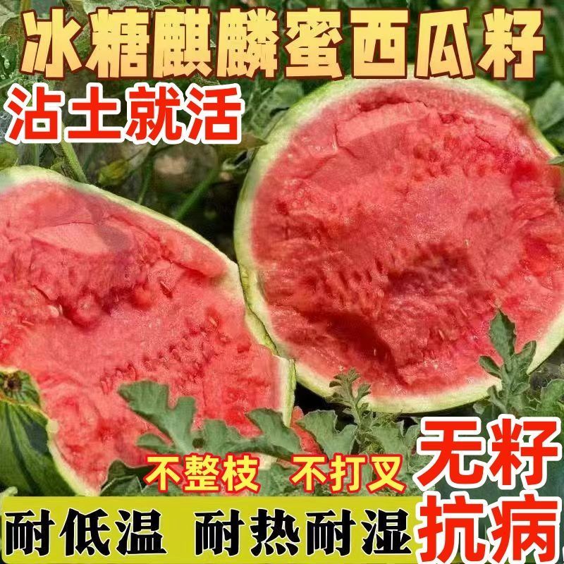 西瓜苗8424特甜麒麟超甜无籽美都西瓜秧苗阳台盆栽地载