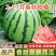 西瓜苗8424特甜麒麟超甜无籽美都西瓜秧苗阳台盆栽地载