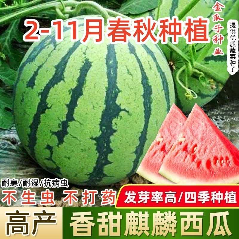 西瓜苗8424特甜麒麟超甜无籽美都西瓜秧苗阳台盆栽地载