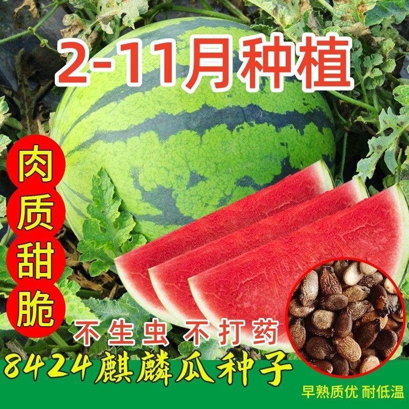 西瓜苗8424特甜麒麟超甜无籽美都西瓜秧苗阳台盆栽地载