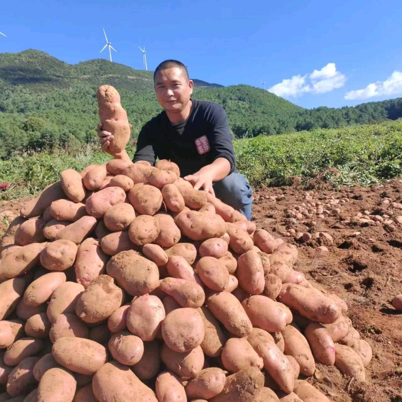 云南省大理州剑川县七彩土豆