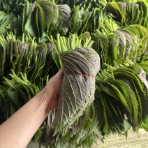 韩式紫苏叶