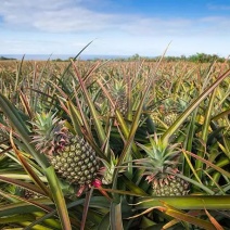 优质大果菠萝产地直发一手货源大量有货，量大价格优惠