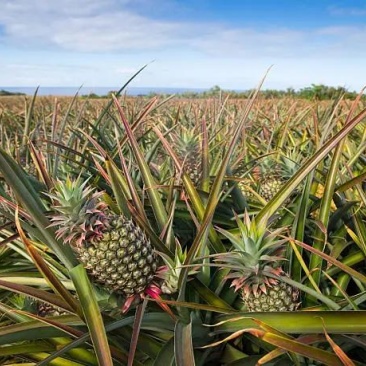 优质大果菠萝产地直发一手货源大量有货，量大价格优惠