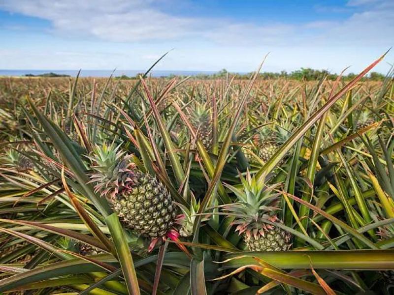 优质大果菠萝产地直发一手货源大量有货，量大价格优惠