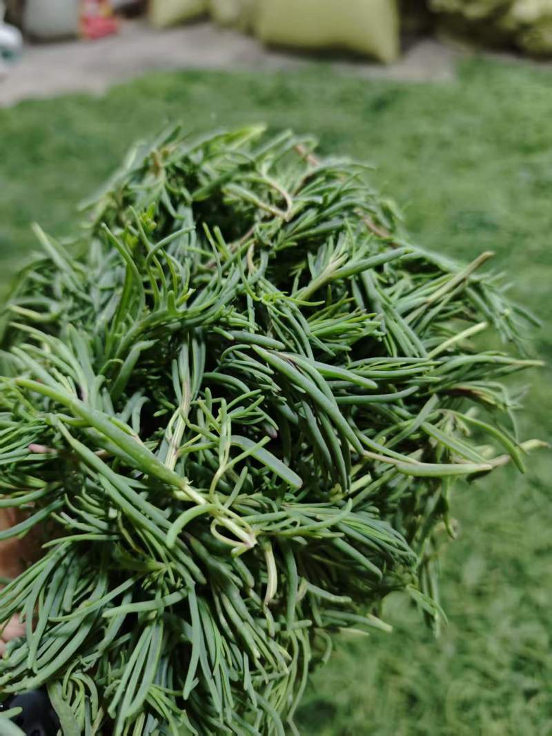碱蓬菜