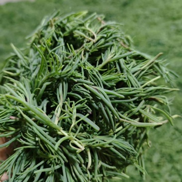 碱蓬菜
