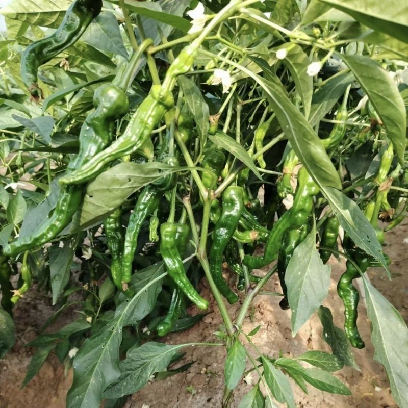 萧新黑钻辣椒种子早熟皱皮羊角椒种籽辣味香浓薄皮质脆抗病